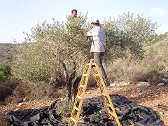 recolte olives 2007 - mission civile